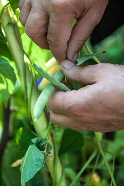 園芸と農業の概念。女性の農場労働者は庭で枝に緑の新鮮な熟した有機エンドウ豆を収穫します。ビーガン家庭で栽培された食品生産。エンドウ豆のポッドを選ぶ女性 - 写真・画像