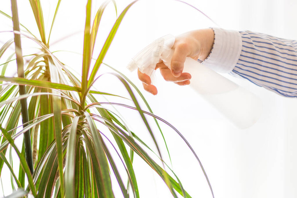 Blanke jonge vrouw de hand, het houden van een spuitfles met water, terwijl het water geven van een plant in de voorkant van een groot licht venster, concepten, selectieve focus - Foto, afbeelding