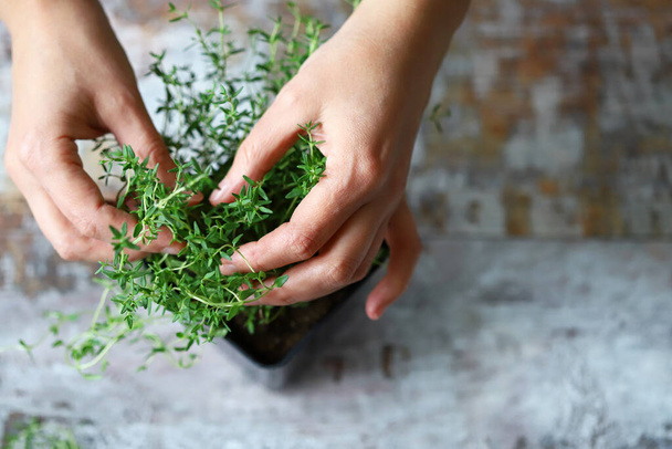 Selective focus. Women's hands are holding the branch of thyme in a pot. Fragrant herbs grow in a pot. Macro. - Photo, Image