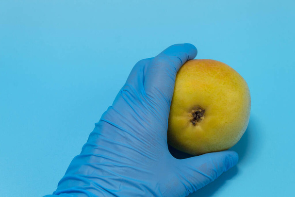 On a blue background is a fresh red pear. The man put a hand in a blue medical disposable glove - Fotografie, Obrázek