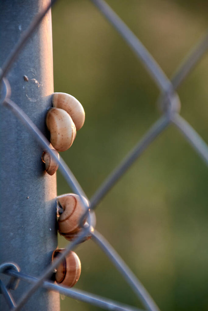 Conjunto de caracóis em uma cerca de metal, fundo com vegetação, prisão
 - Foto, Imagem