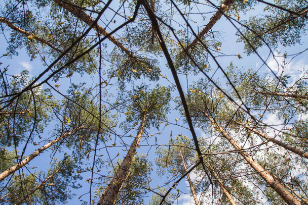 Pine trees in a forest seen upwards against a blue sky with some white clouds, seen through branches of another tree - Fotó, kép