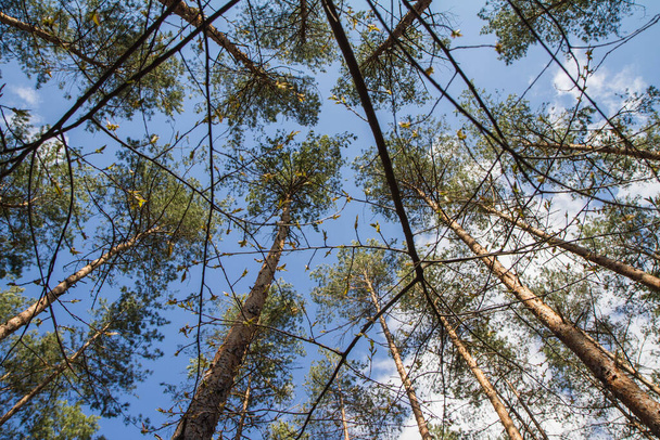 Pine trees in a forest seen upwards against a blue sky with some white clouds, seen through branches of another tree - Fotó, kép