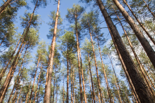 Pine trees in a forest seen upwards against a blue sky with some white clouds, long exposure making the movement of the top of the trees visible - Фото, изображение