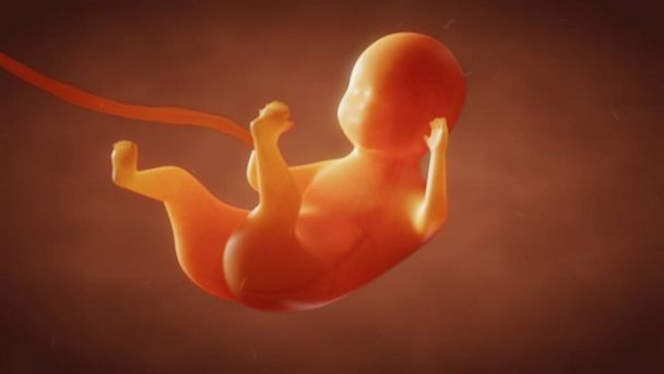 3D weergave van de vorming van de foetus van de baby in de baarmoeder - Foto, afbeelding