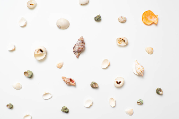 Different seashells on a white background , the concept of holidays by the sea. - Фото, изображение