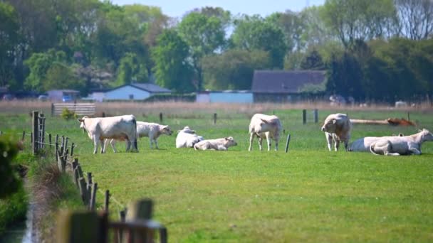 white cattle big and small graze on a field in the sunshine - Footage, Video