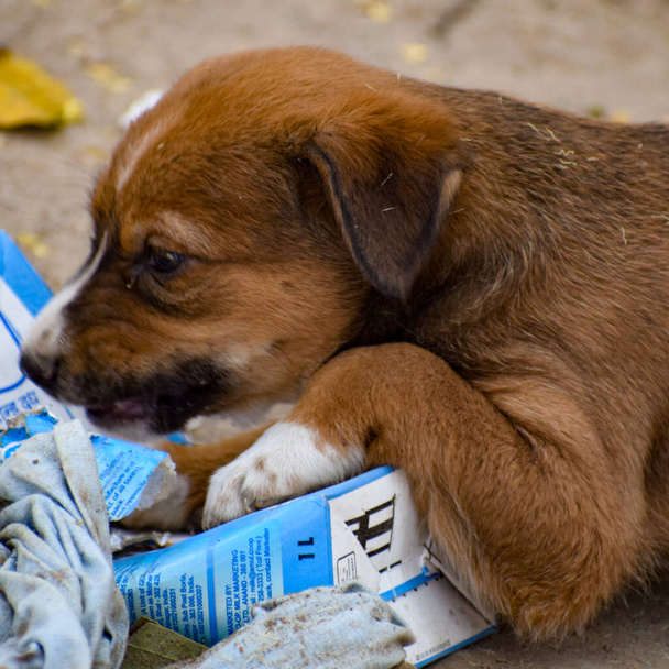 Ένα πεινασμένο κουτάβι του δρόμου που παρακαλάει για φαγητό. Άστεγο κοπρόσκυλο περιμένει νέο ιδιοκτήτη. - Φωτογραφία, εικόνα