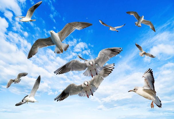 Bei gabbiani volano nel cielo blu - Foto, immagini