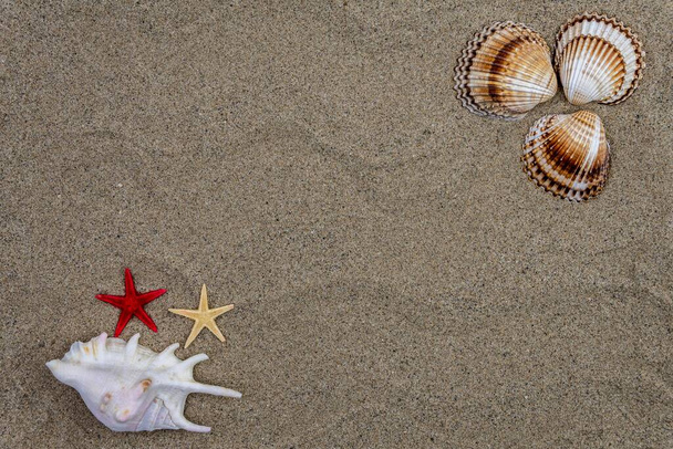 Sfondo con sabbia, conchiglie e stelle marine
 - Foto, immagini