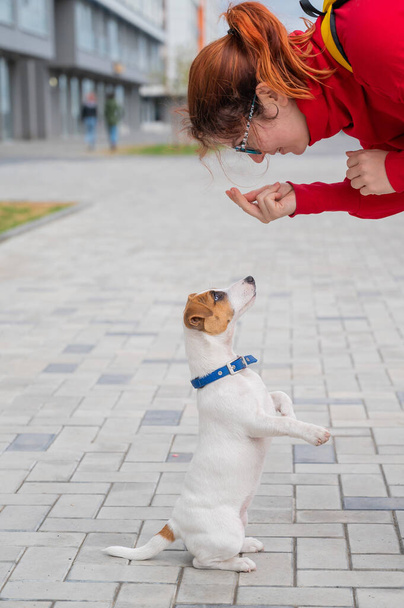 Clever obedient puppy Jack Russell Terrier executes owners commands on the street. A faithful thoroughbred dog looks into the eyes of a European woman. - Valokuva, kuva