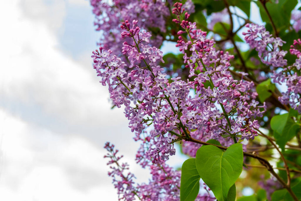 Rama primaveral de color lila en flor contra el cielo
. - Foto, Imagen