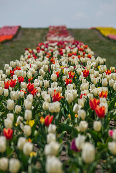 Kleurrijk tapijt van bloemen. Een groep kleurrijke tulpen. Selectieve focus. Kleurrijke tulpen foto achtergrond.  - Foto, afbeelding