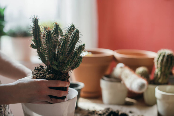 Mladá žena transplantuje kaktusy doma. Detailní záběr ruky. Krásná dívka v práci s domácími rostlinami v bytě. Jarní květinová péče - Fotografie, Obrázek
