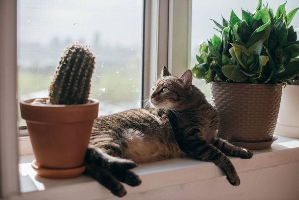 Кіт лежить біля відкритого вікна на сонці. Сірі кішки на весняному сонці на підвіконні між квітковими горщиками
 - Фото, зображення
