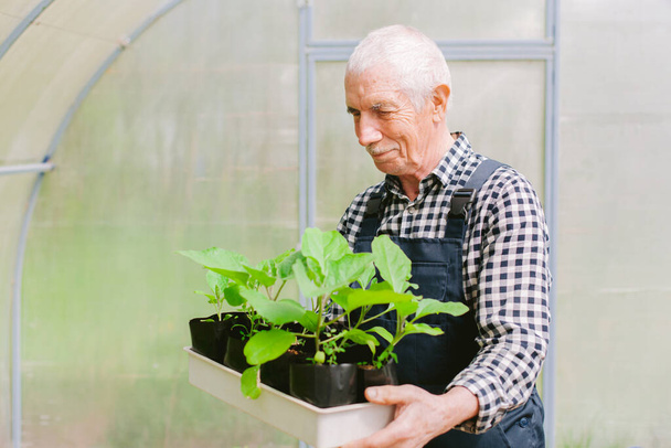 Smiling cheerful senior gardener  working in greenhouse. Old man in overall holding tray with seedlings - Valokuva, kuva