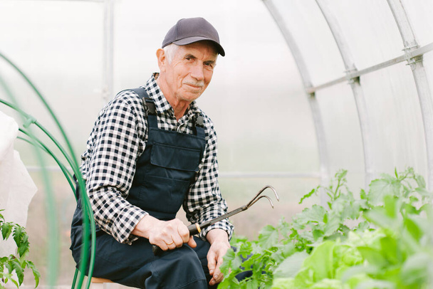 Smiling cheerful senior gardener  working in greenhouse. Old man in cap and overall cares for seedlings - Foto, Bild