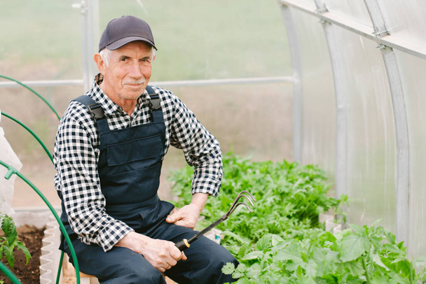 Smiling cheerful senior gardener  working in greenhouse. Old man in cap and overall cares for seedlings - Foto, afbeelding