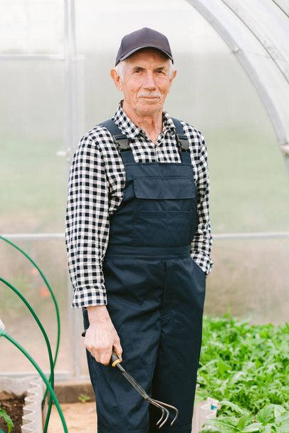 Smiling cheerful senior gardener  working in greenhouse. Old man in cap and overall. - Fotó, kép