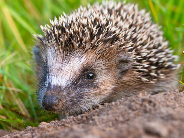 Hedgehog bebé de cerca
 - Foto, Imagen