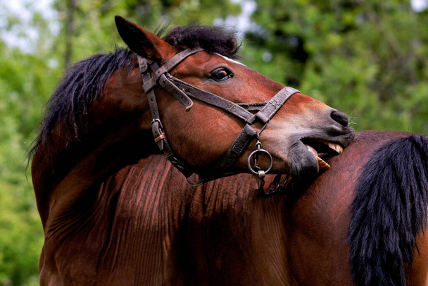 Retrato de un caballo joven
  - Foto, imagen