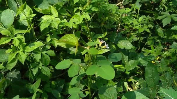 Doğadaki yeşil Oxalis Barrelieri 'yi (Barrelier' in odunkuşu, lavanta doru, trfle, oseille marron, oseille savane, Oxalis bahiensis) kapatın.. - Video, Çekim