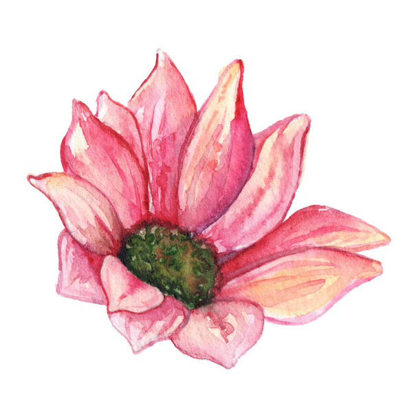 Watercolor pink chrysanthemum flower isolated clip art - Foto, afbeelding