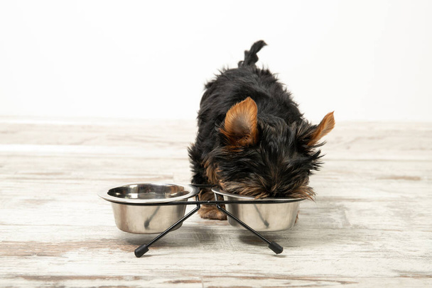 A puppy eats from a bowl in a room. Beautiful interior. Dog ration - Foto, Imagen