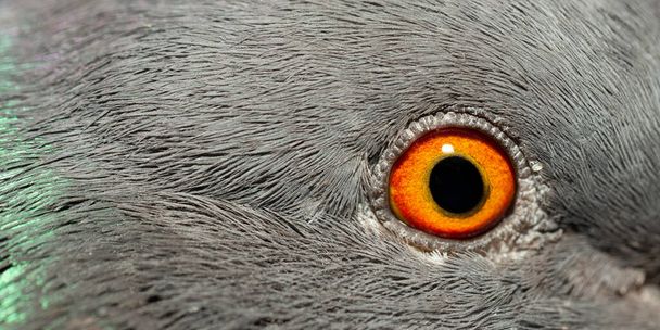 Ροκ περιστέρι, ή κοινό περιστέρι, είναι ένα μέλος του πουλιού Columbidae. Ένα νεαρό αρσενικό πουλί. Μακροσκοπική εικόνα του οφθαλμού. - Φωτογραφία, εικόνα