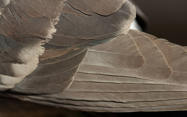 Paloma de roca, o paloma común. Plumas del ala de un pájaro
. - Foto, Imagen