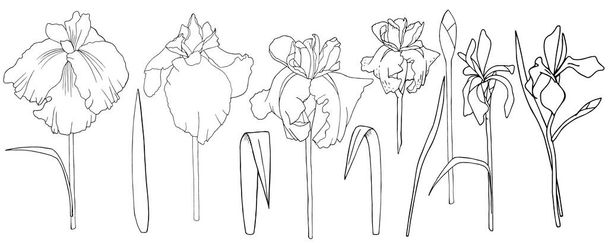 vector irises isolated. linear drawing drawn by hand. - Вектор,изображение