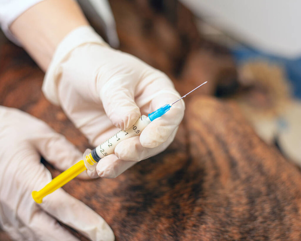 veterinário dá uma injeção para um cão doente. médico segurando uma ambulância veterinária seringa. tratamento vacinação animal
  - Foto, Imagem