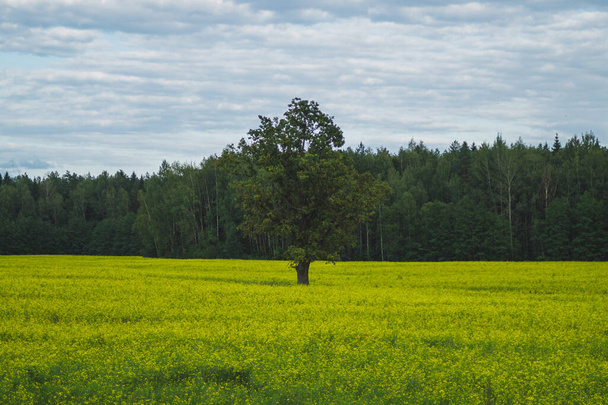 Green meadow with lonely tree and yellow plants. forest and sky - Fotoğraf, Görsel