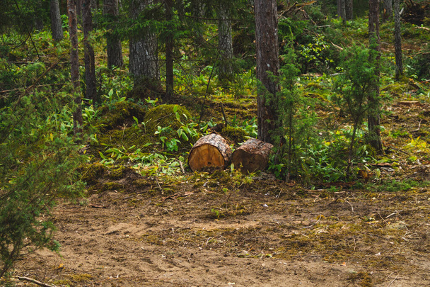 Wooden logs in the forest. tree stumps. nature landscape - Foto, Imagem