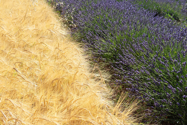 Half lavender field half wheat separated with a line, harvest time in summer in Provence, France - Photo, Image