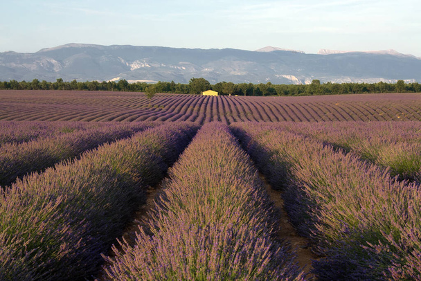 Lavender field in sunset time, summer best vacation direction in France, Provence - Photo, Image