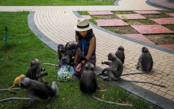 Mulher em fedora e sarong sentado na calçada cercada por macacos cretinos em Khao Lommuak Tailândia
 - Foto, Imagem