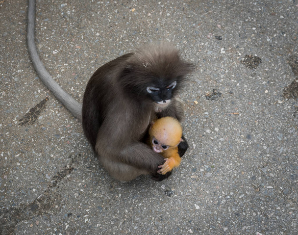 Мама сиділа на тротуарі з помаранчевою мавпою на колінах у Коа Ломмуак. - Фото, зображення