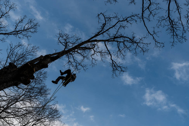 Trabalhador com motosserra e capacete pendurado na corda e corte de árvore
 - Foto, Imagem