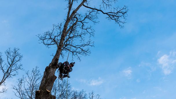 Travailleur avec tronçonneuse et casque suspendu à la corde et couper l'arbre
 - Photo, image