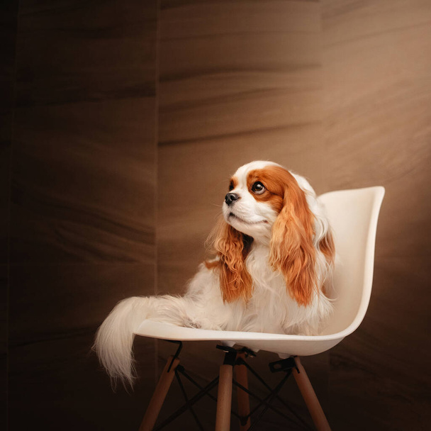 sad cavalier king charles spaniel dog sitting on a white chair - Foto, immagini
