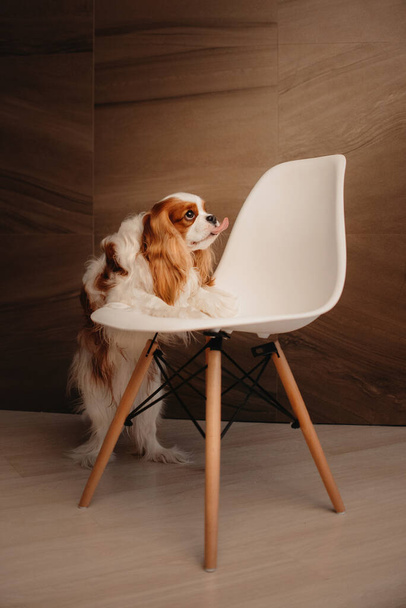 cavalier king charles spaniel dog with paws on white chair indoors - Fotó, kép