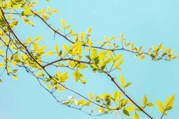 Yeşil yaprak üzerinde parlak ışık ve açık mavi gökyüzünde çalı ağacı - Fotoğraf, Görsel
