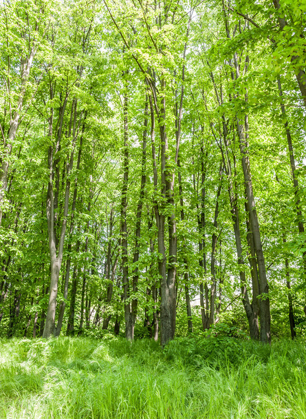 яскраві літній Лес
 - Фото, зображення