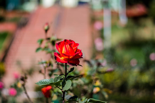 Colorful rose of botanical garden and rose garden of Ooty Tamilnadu - Photo, Image