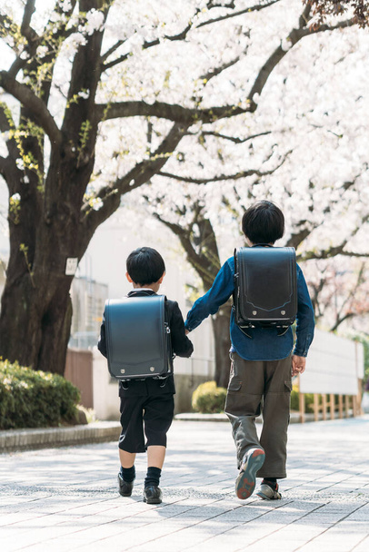 Japán felsős általános iskolások és elsősök fogják egymás kezét egy cseresznyevirág fa alatt az iskolában. - Fotó, kép