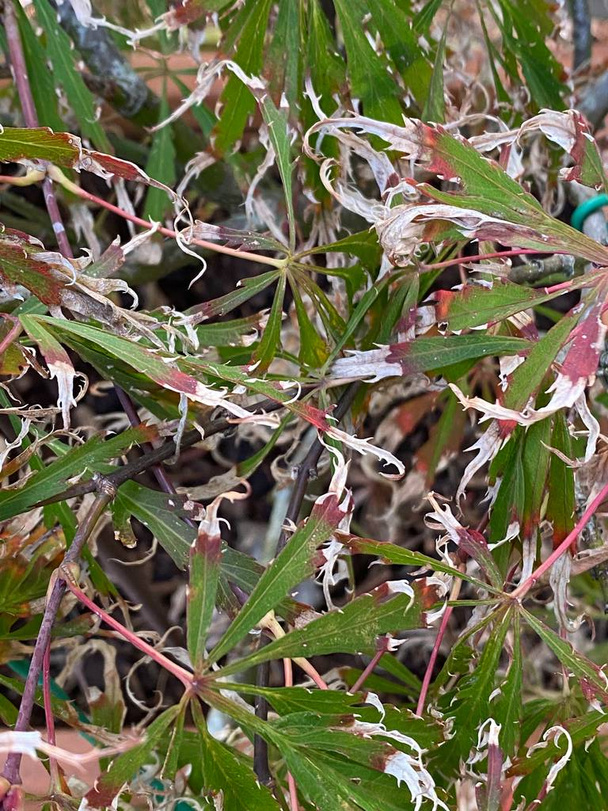 Photo d'un Acer palmatum ou érable japonais, poussant dans un jardin résidentiel urbain
.  - Photo, image