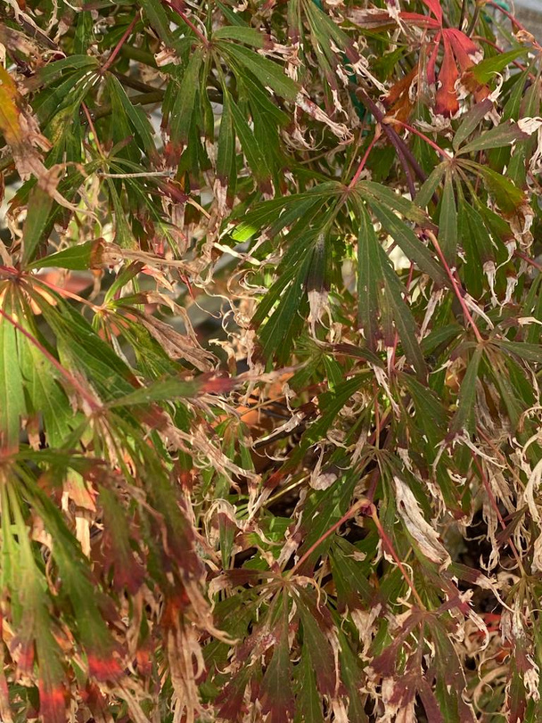 Foto de un Acer palmatum o arce japonés, creciendo en un jardín urbano
.  - Foto, Imagen