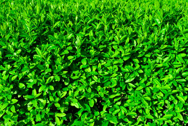 Bello sfondo di succose foglie verdi giovani. Sfondo naturale, verde fresco colore succoso
 - Foto, immagini