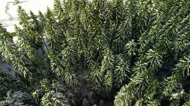 κωνοφόρα πευκοδάση βουνό Καρπάθια βουνά εναέρια φωτογραφία χιόνι. - Φωτογραφία, εικόνα